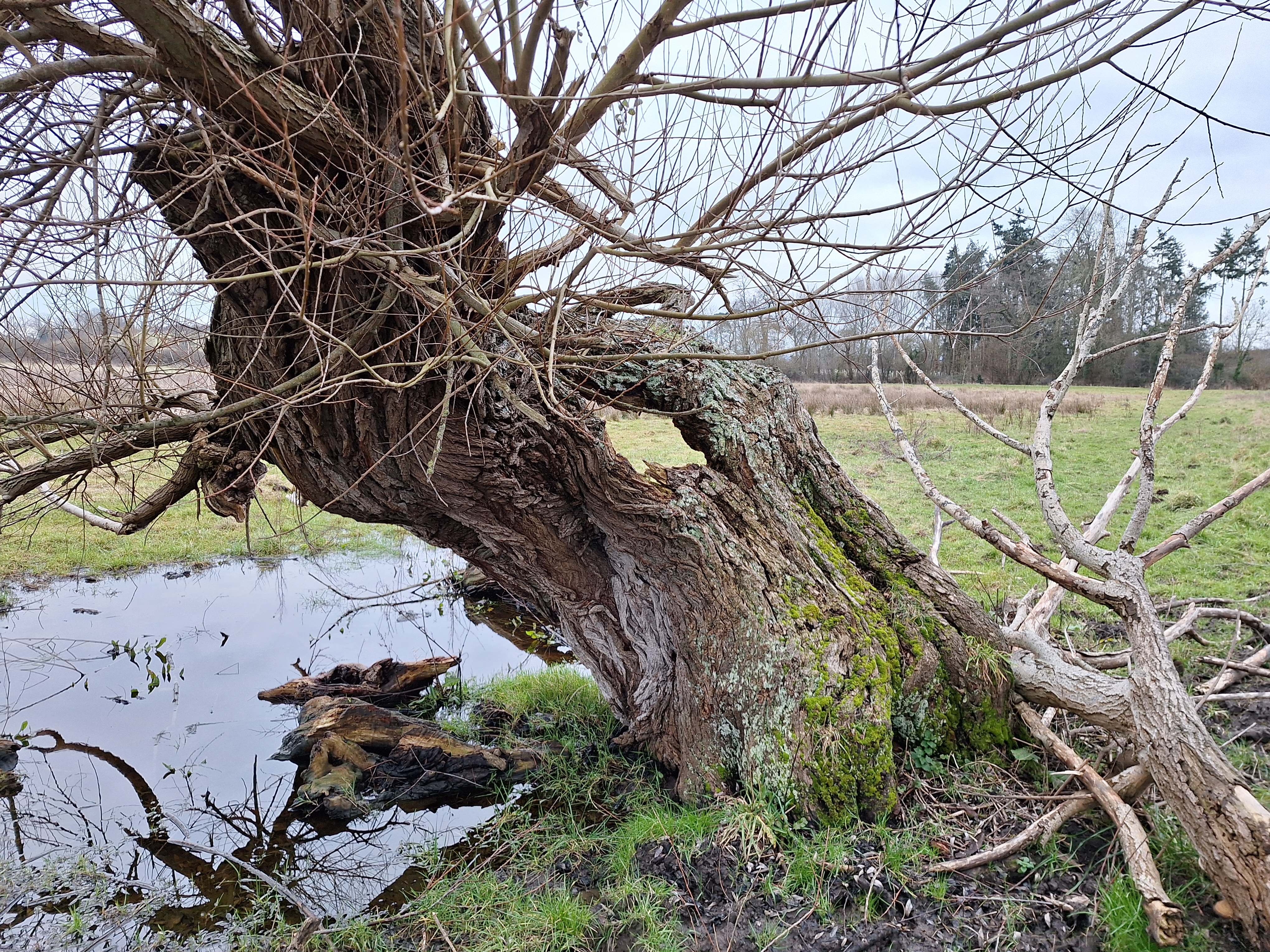 Gnarled tree in the wetlands surrounding Elmore Court
