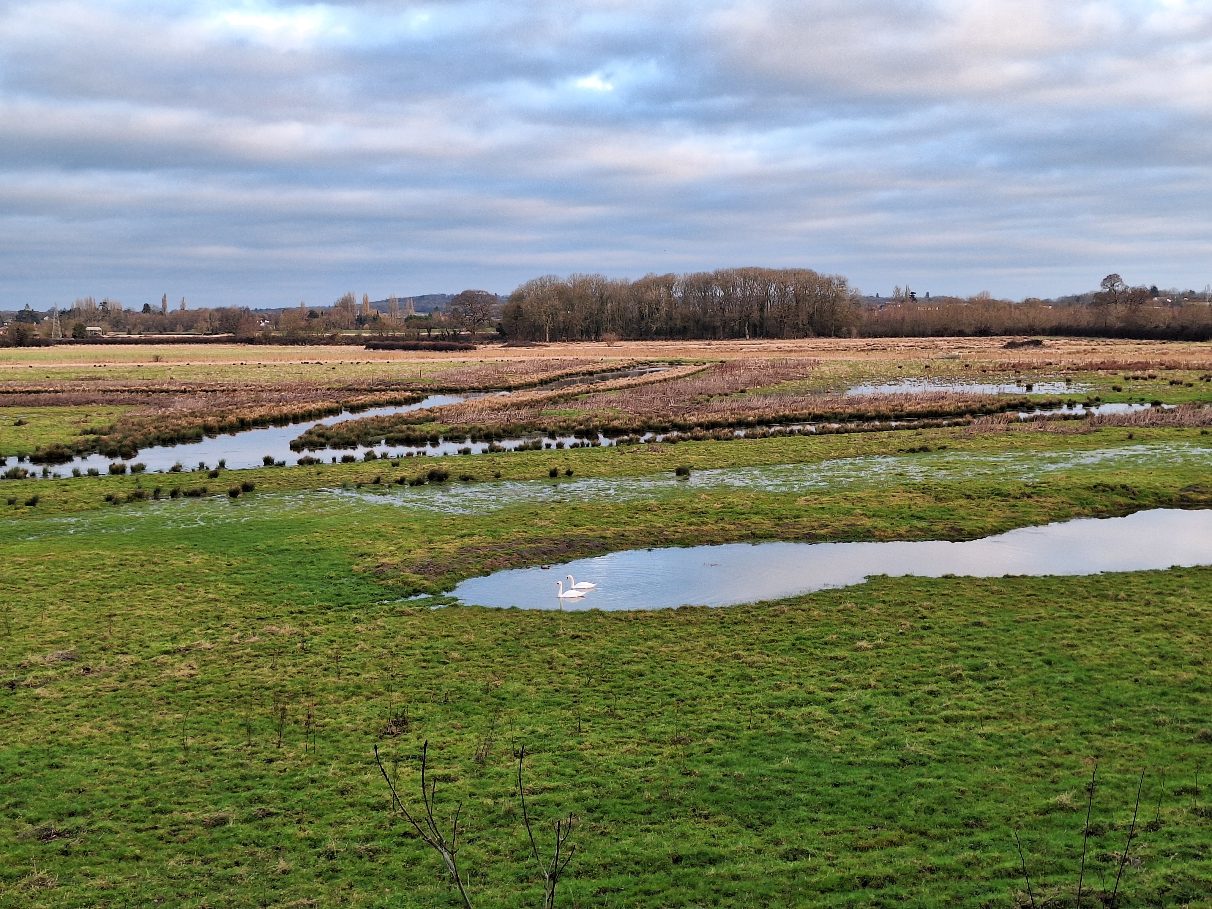 View across the rewilding area at Elmore Court treehouses