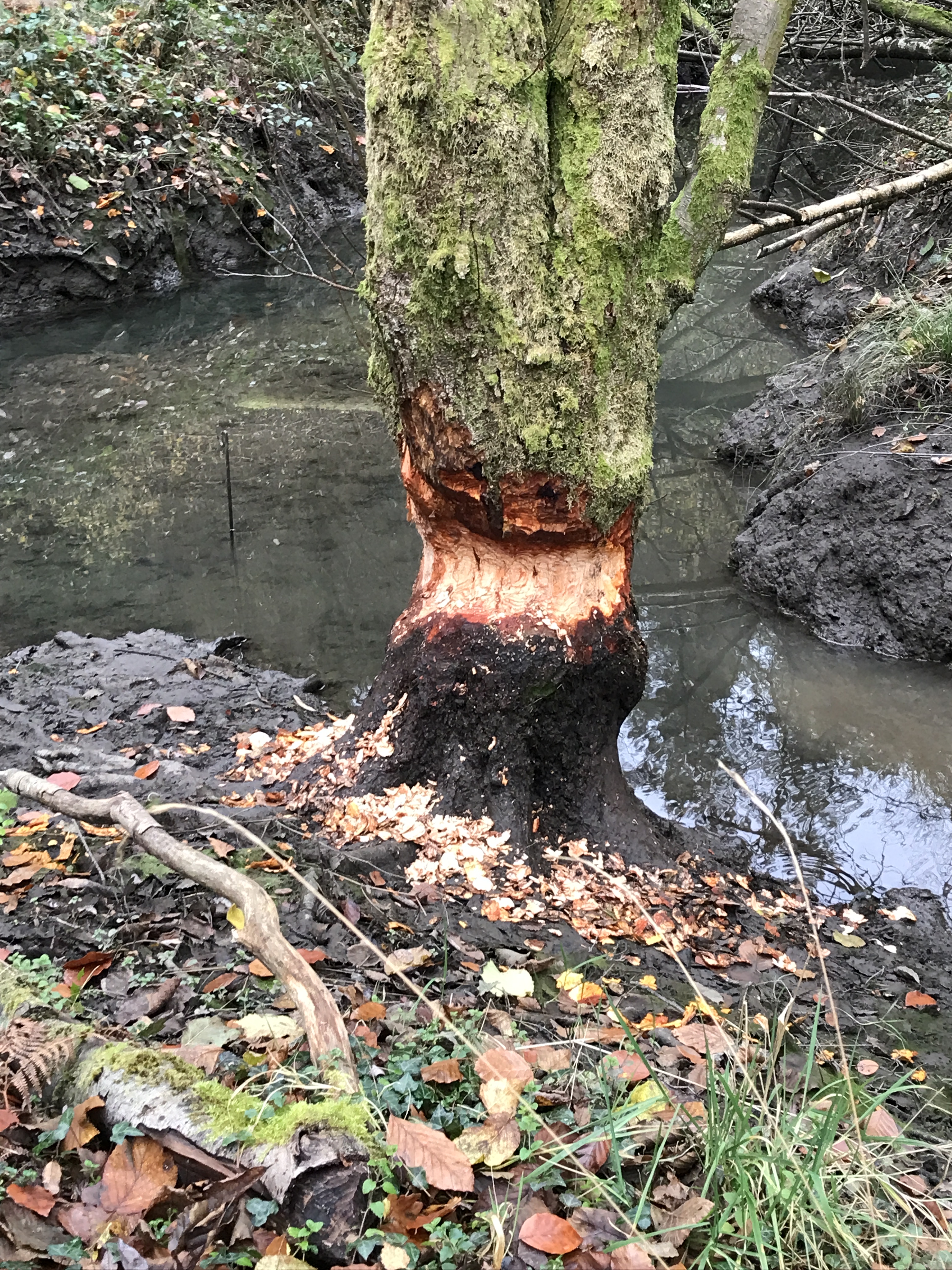 Tree showing gnawing by beavers