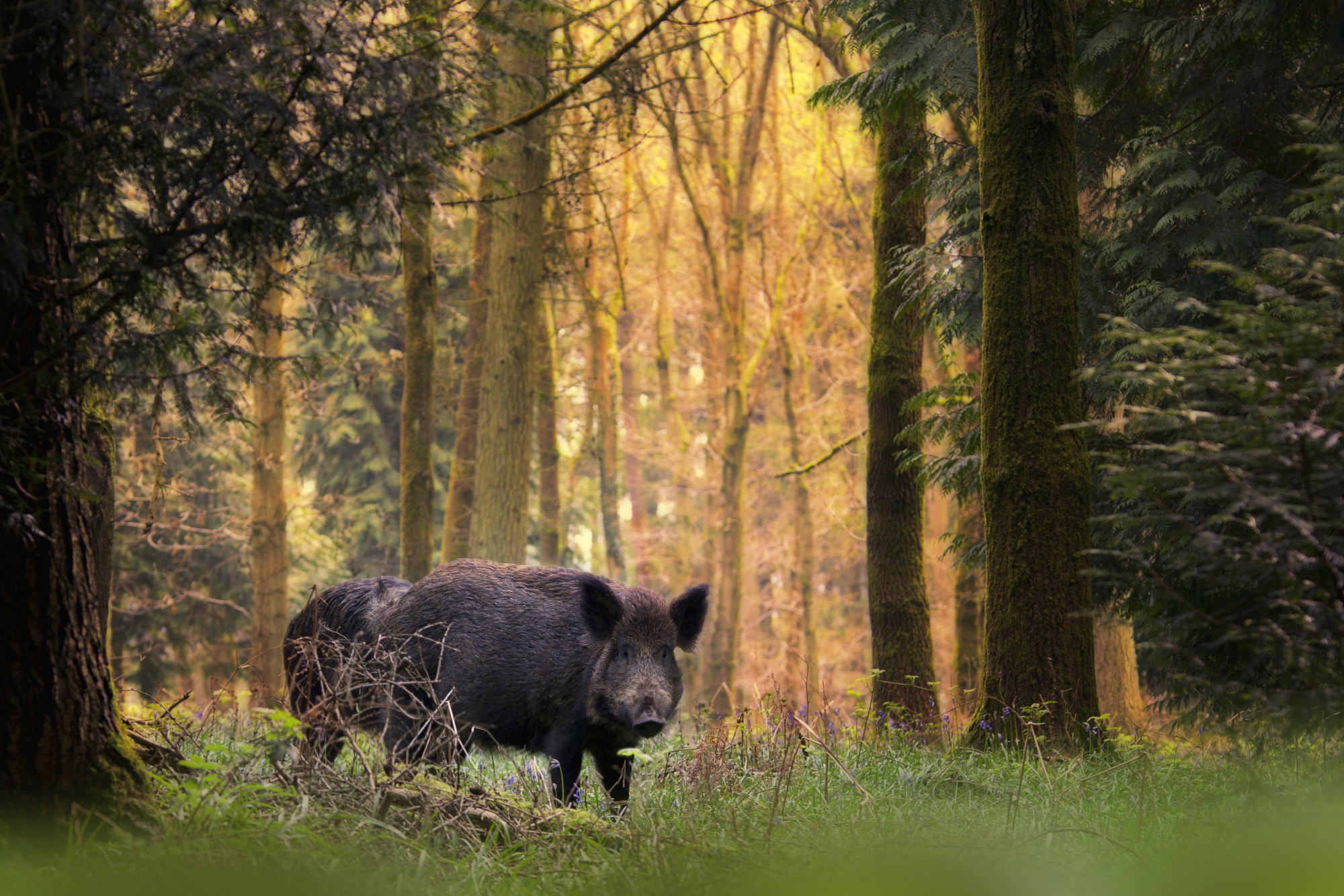 Wild boar, Forest of Dean. Photo by Ben Locke.