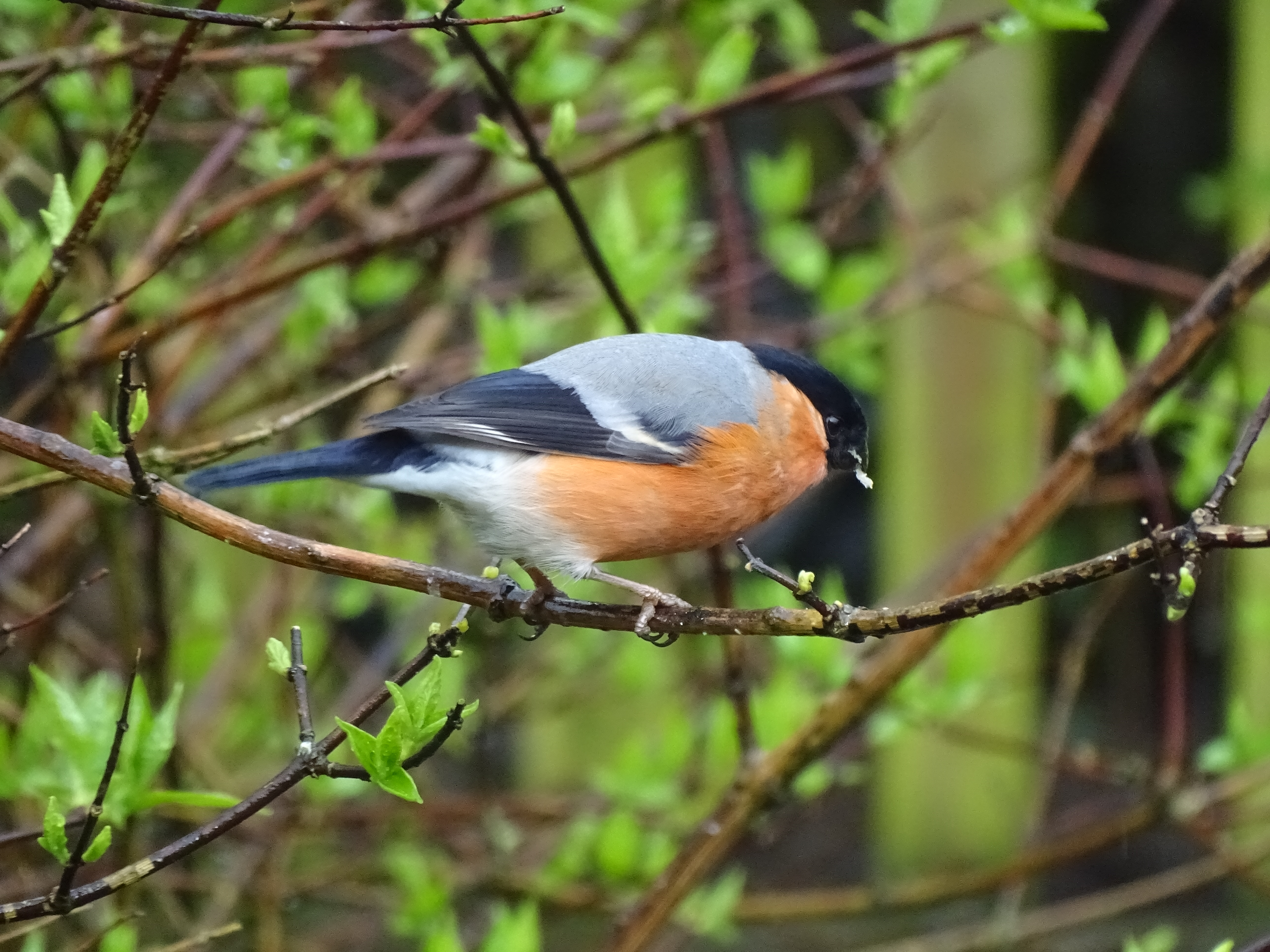 Male bullfinch on a branch