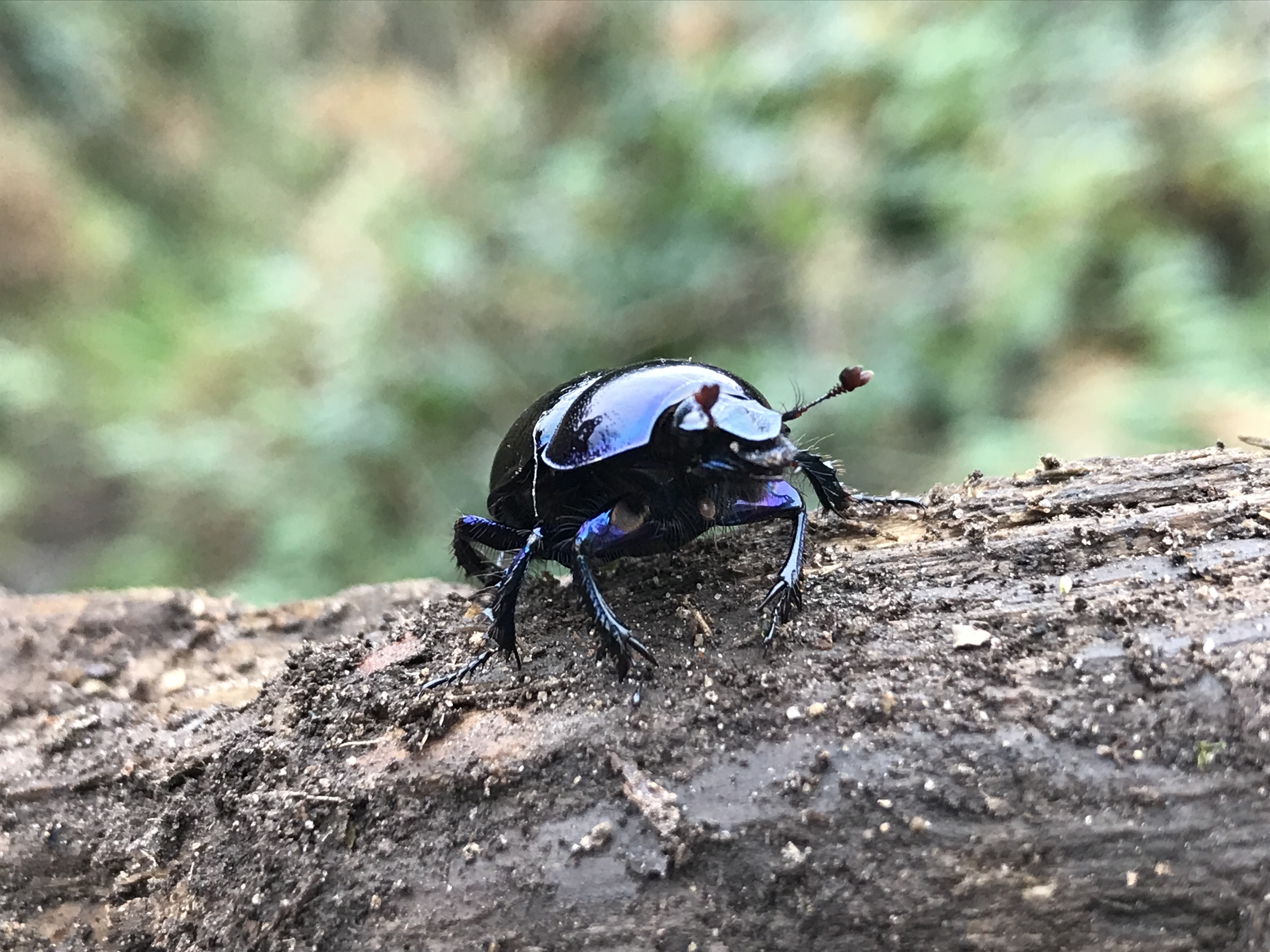 Woodland dor or dung beetle