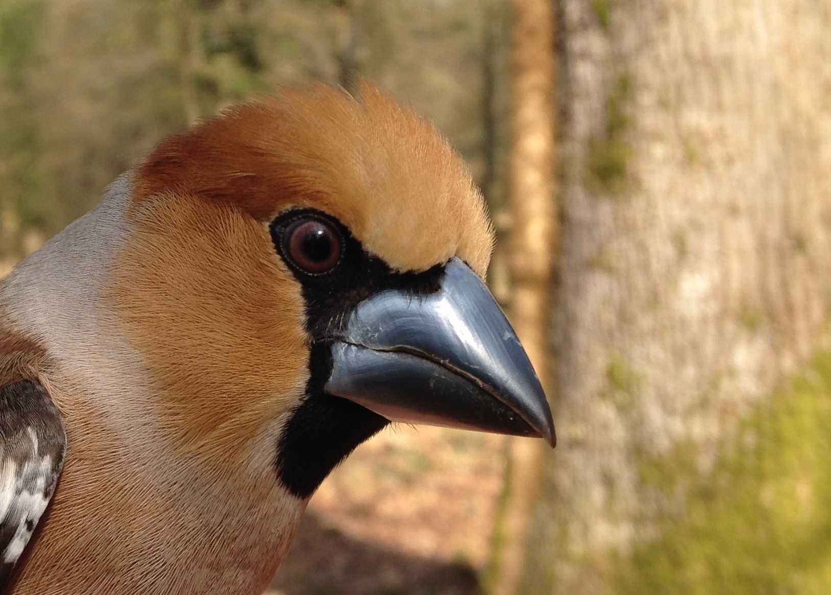Hawfinch