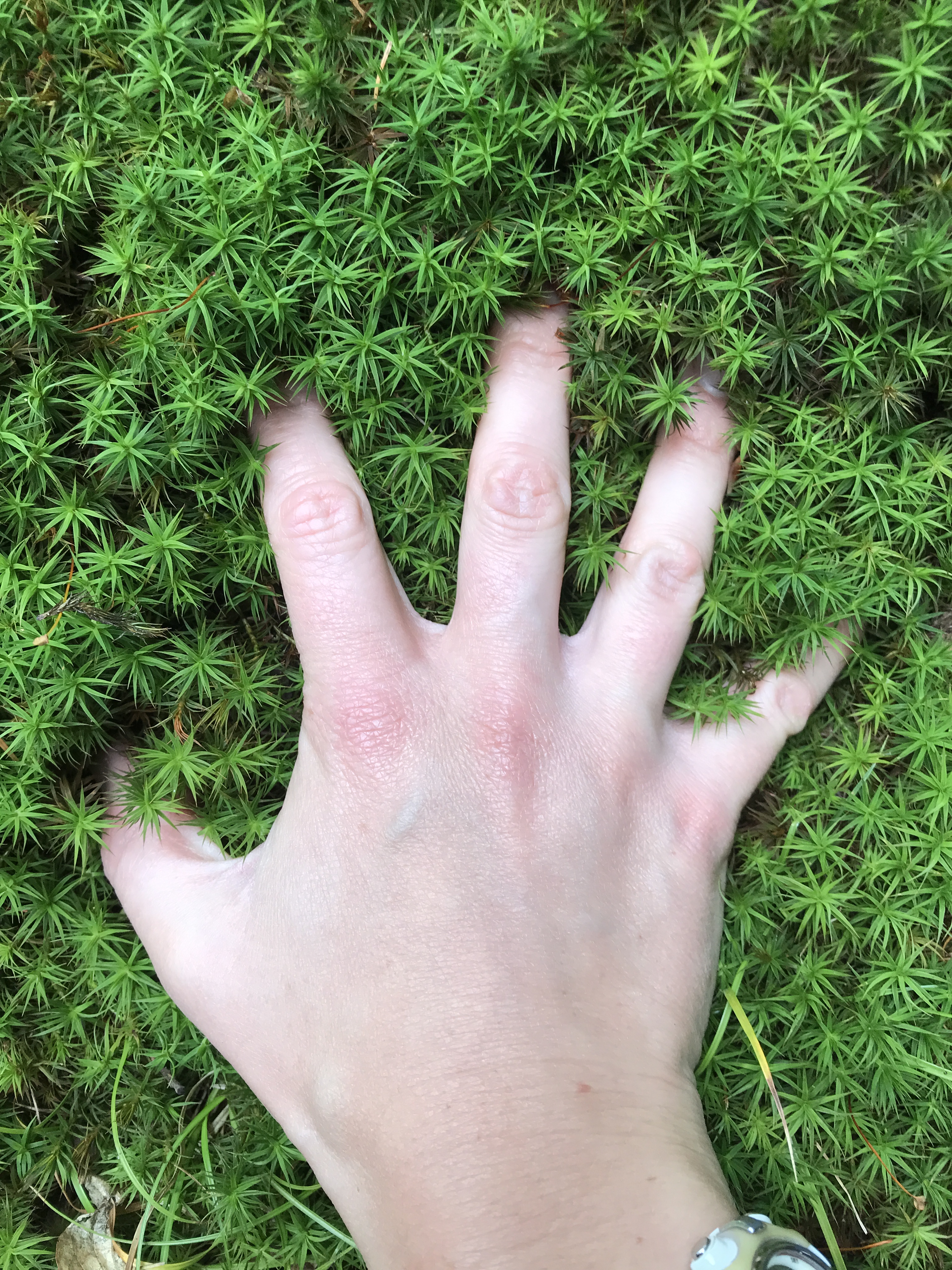 Hand feeling the textures of moss