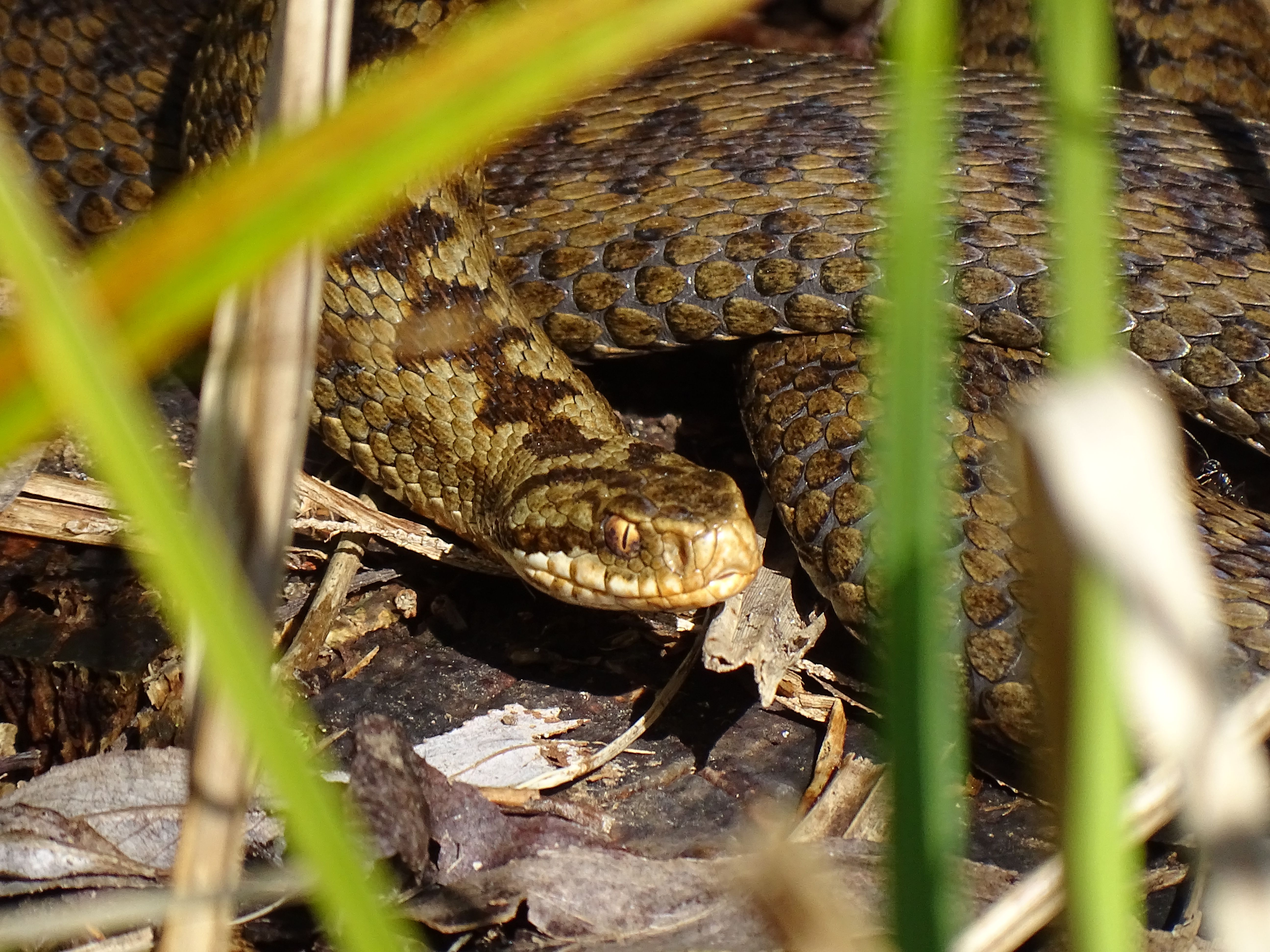 Female adder