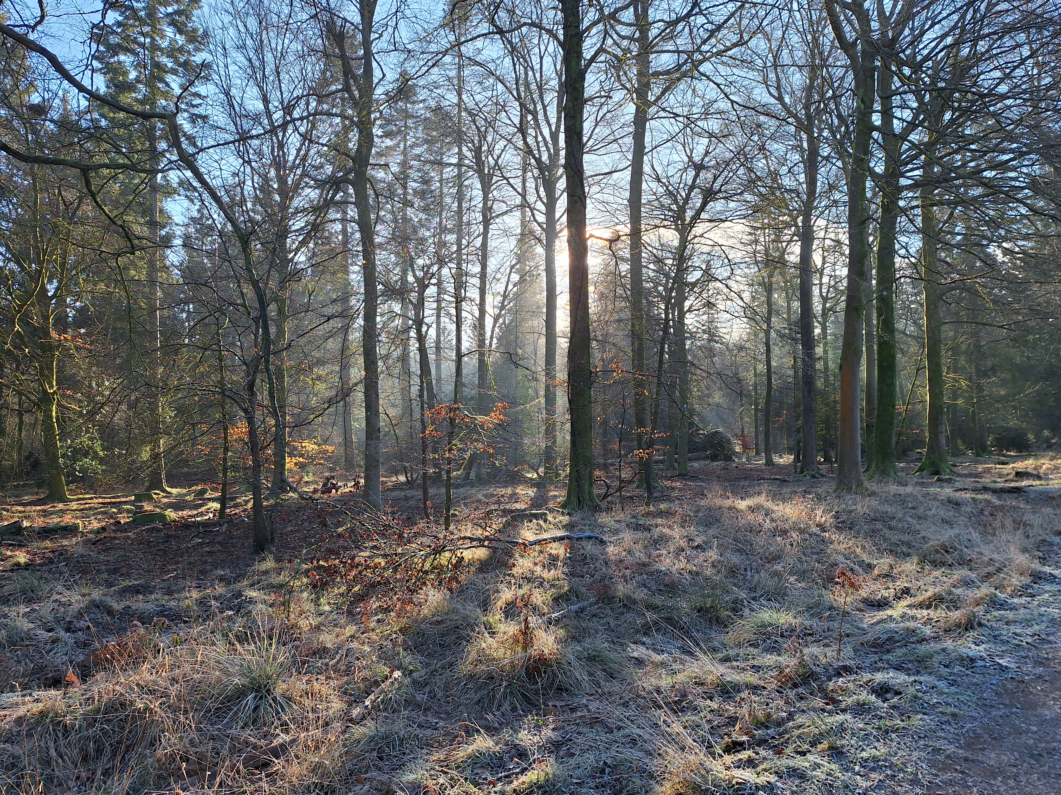 Sunlight through a frosty forest in winter