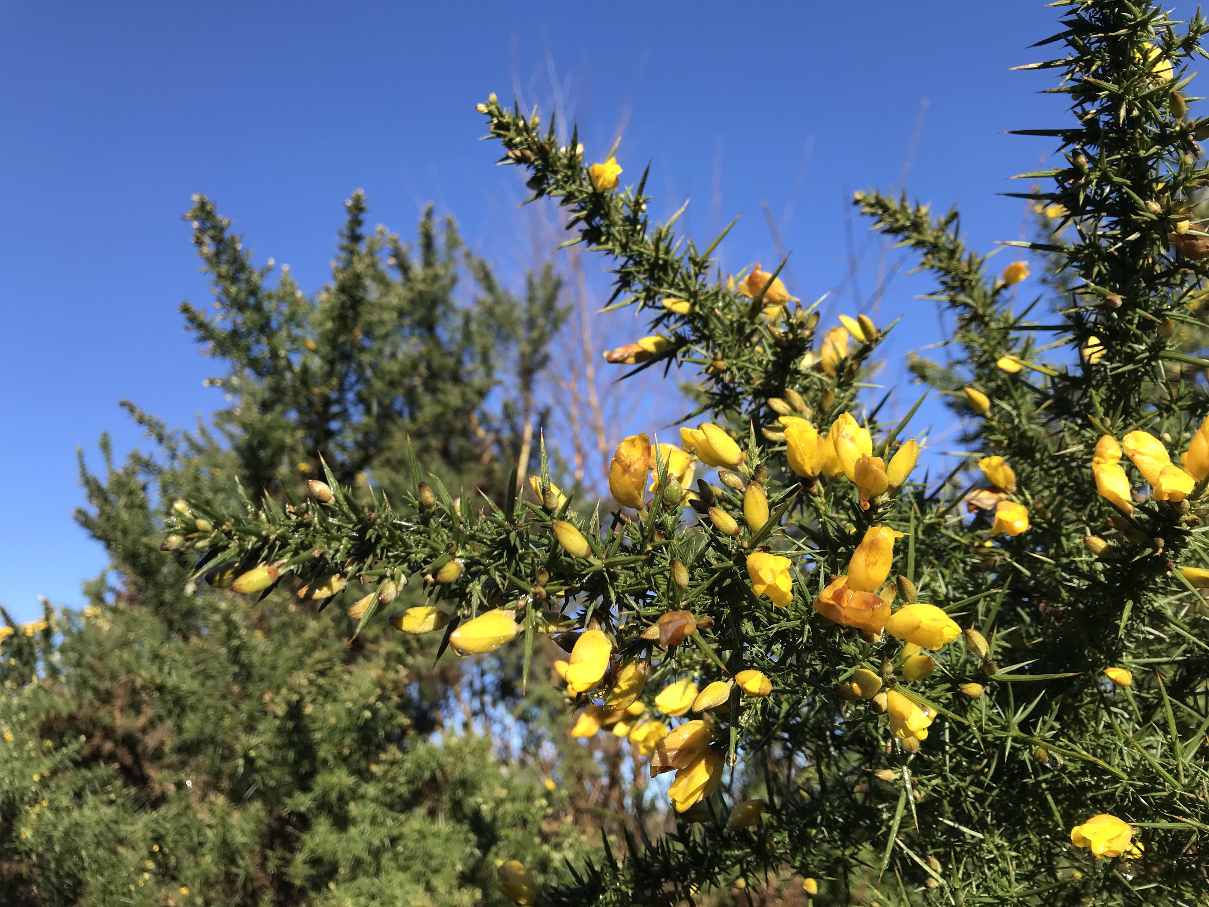 Gorse in flower