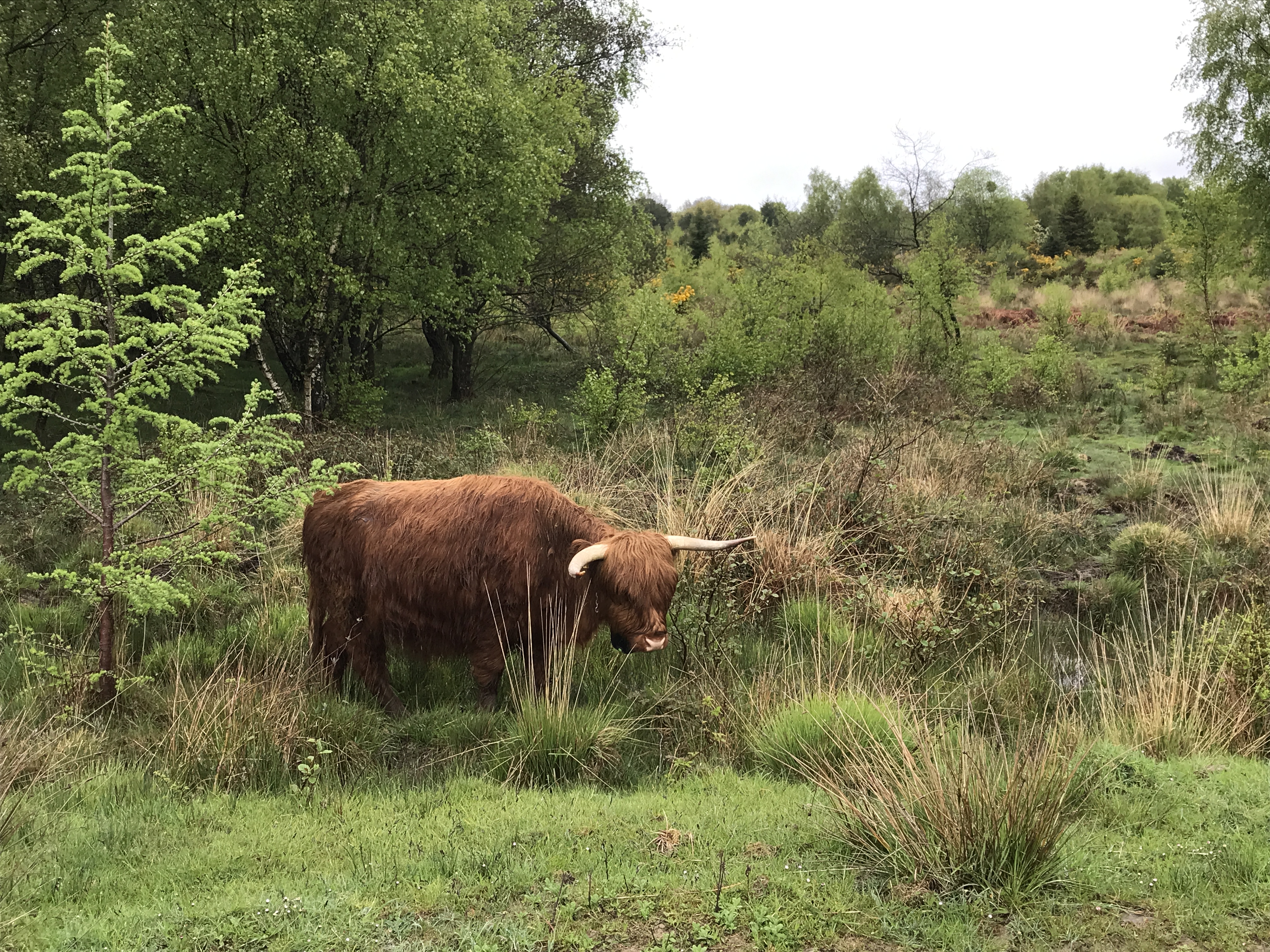 Highland cow at Crabtree Hill, Forest of Dean