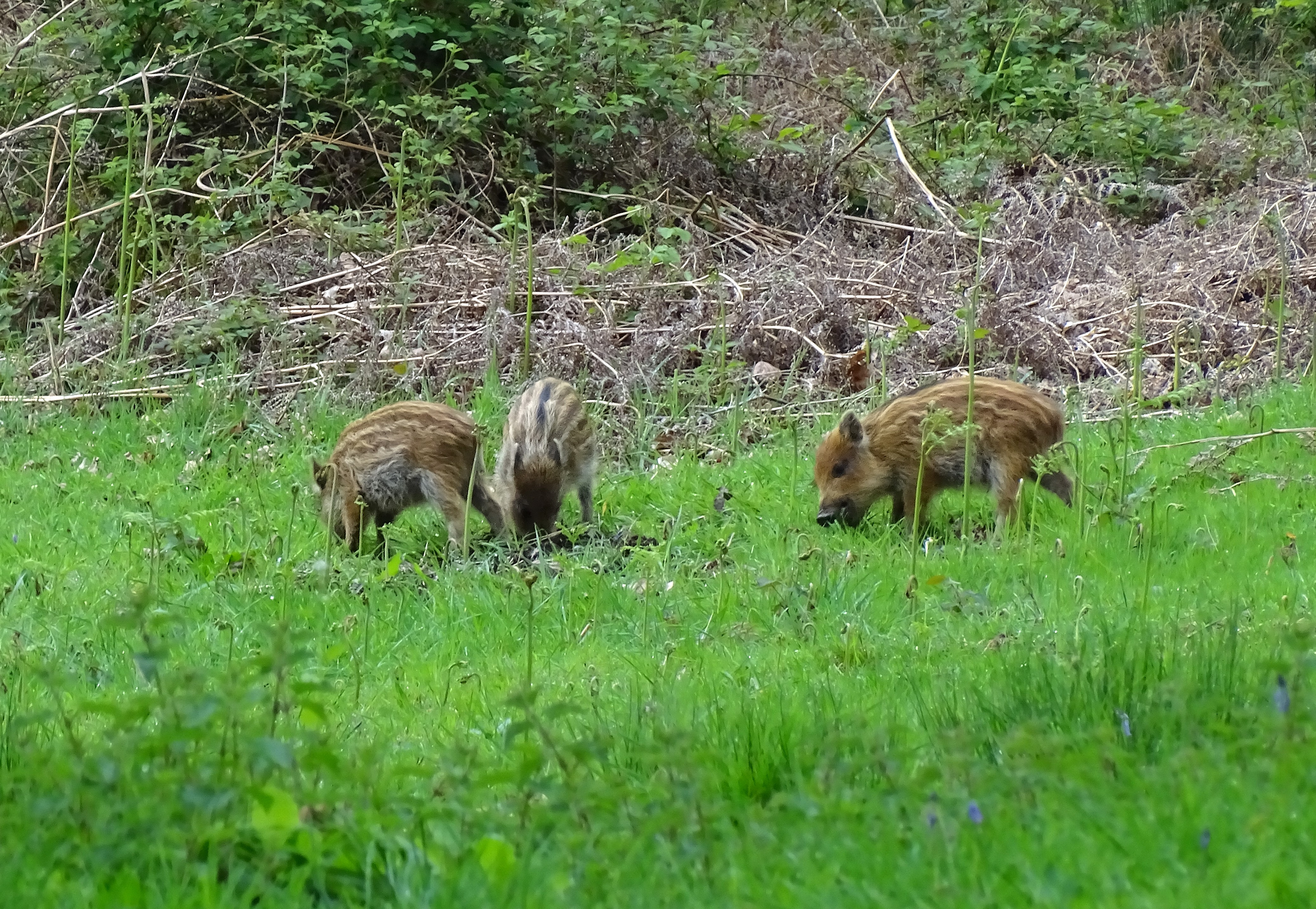 Wild boar humbugs feeding