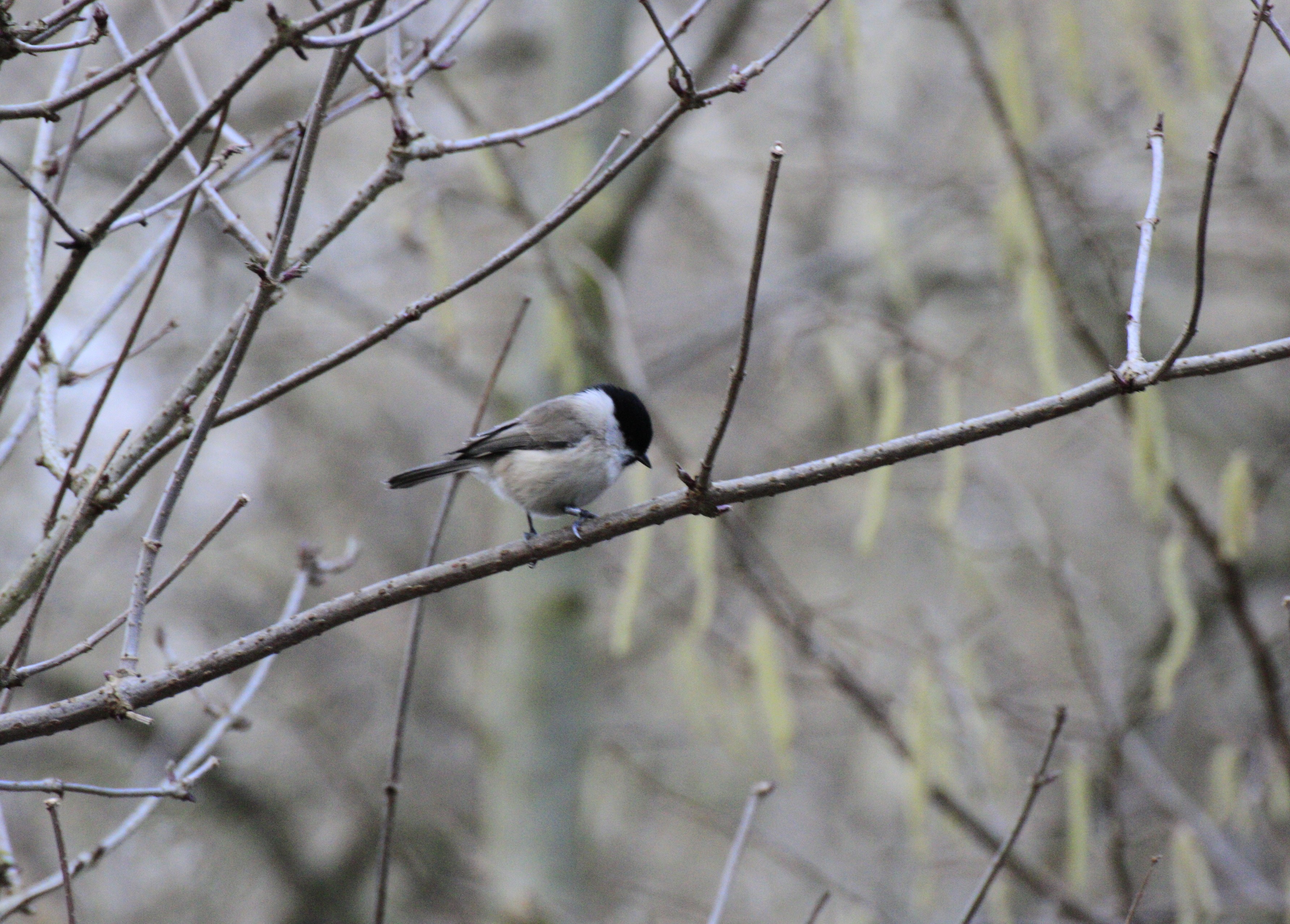 Marsh tit