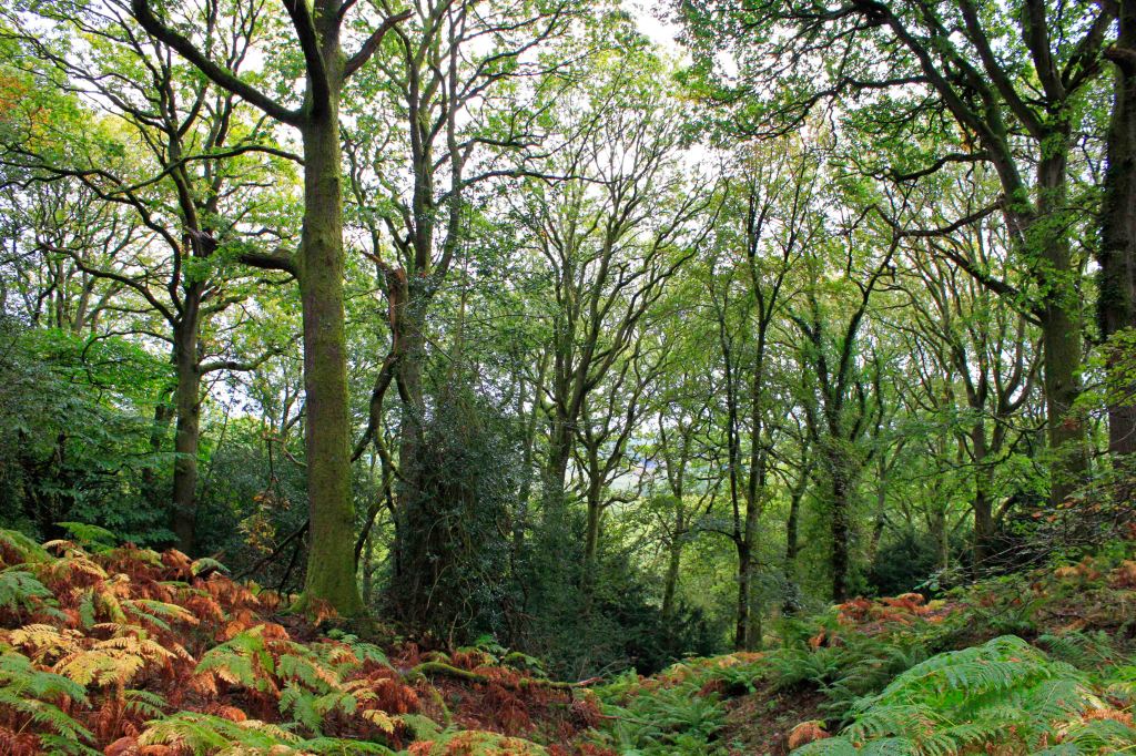 Forest of Dean woodland at Nagshead