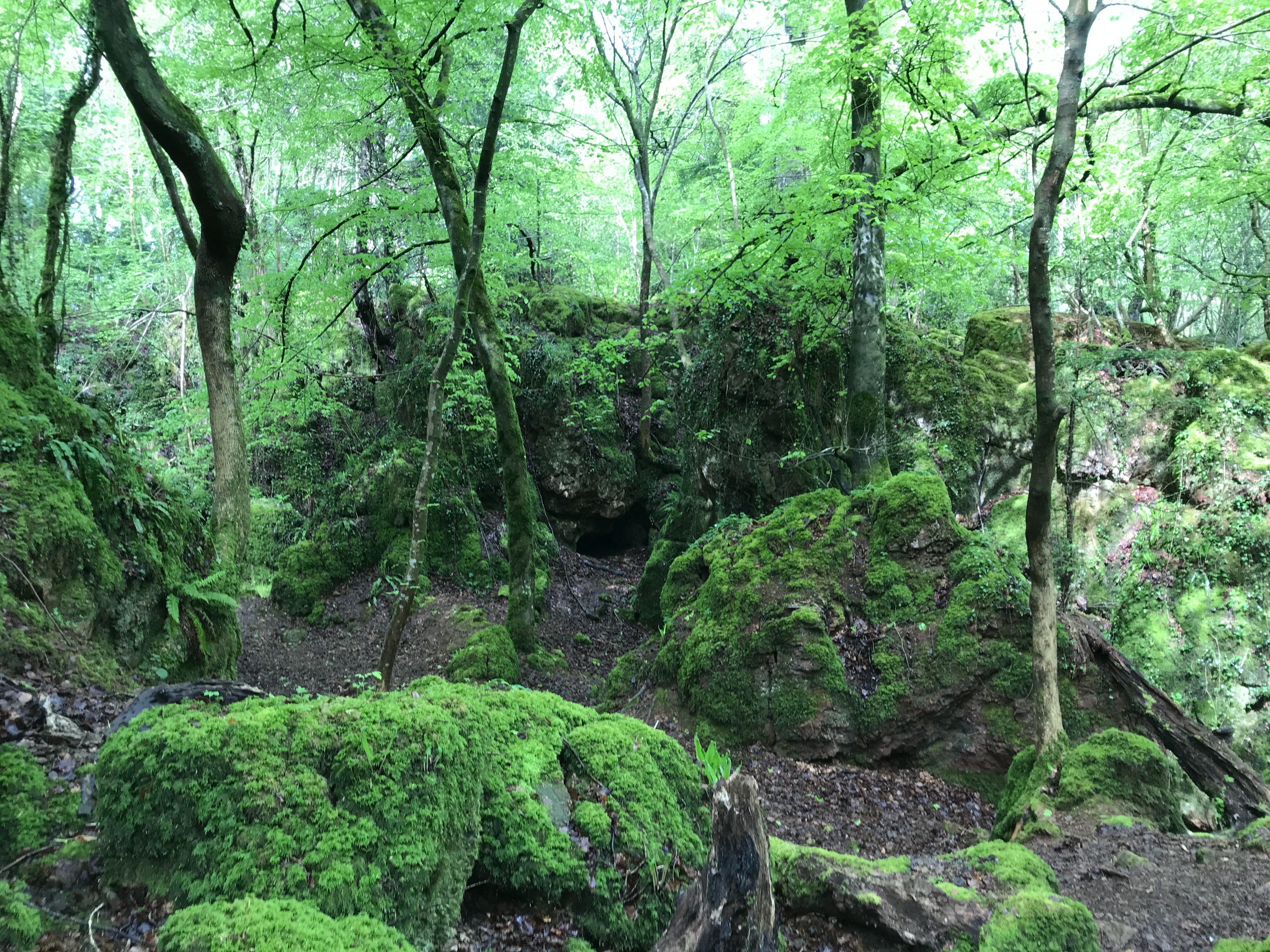 Mossy scowles in the Forest of Dean