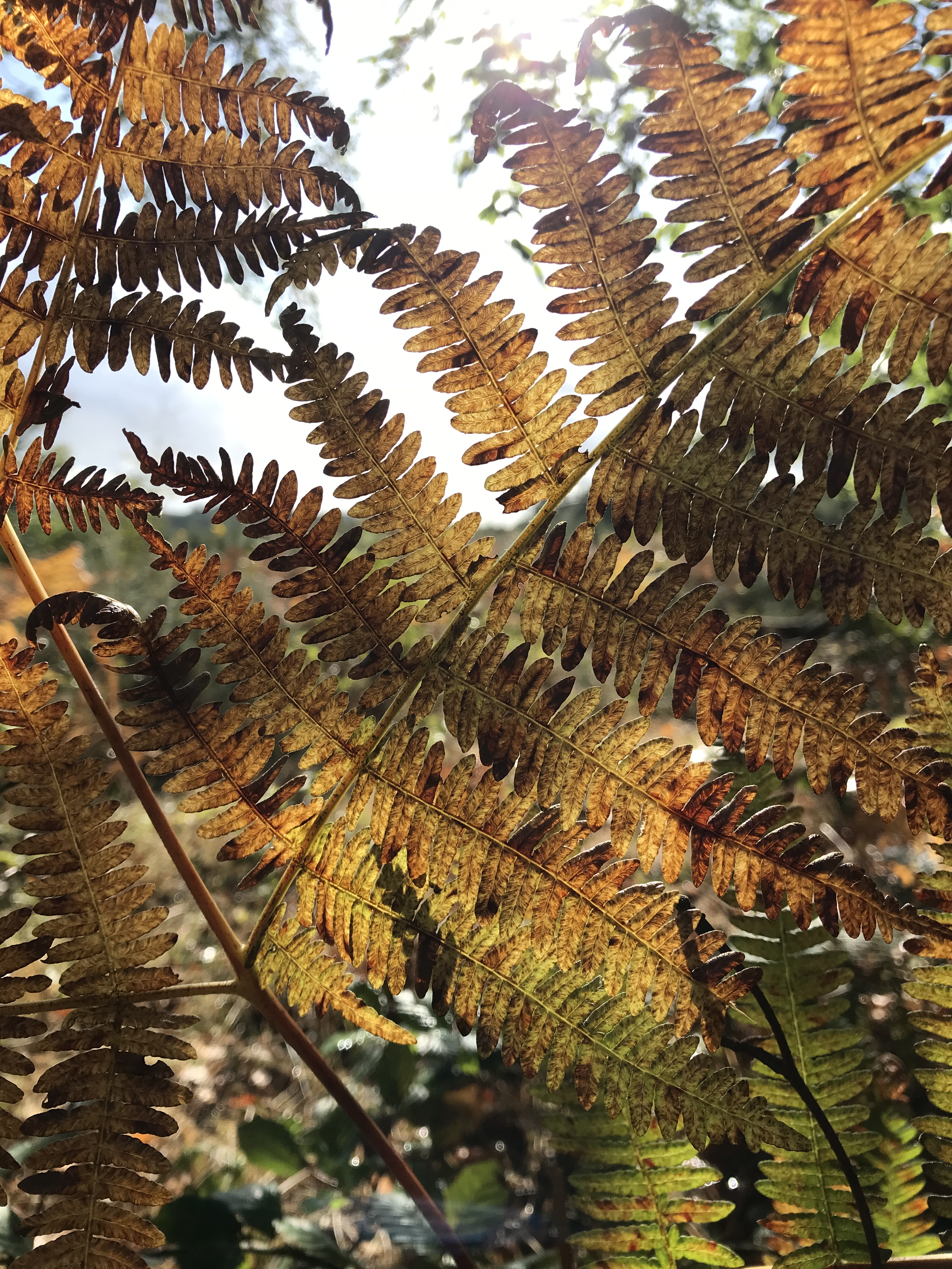 Autumnal bracken leaves