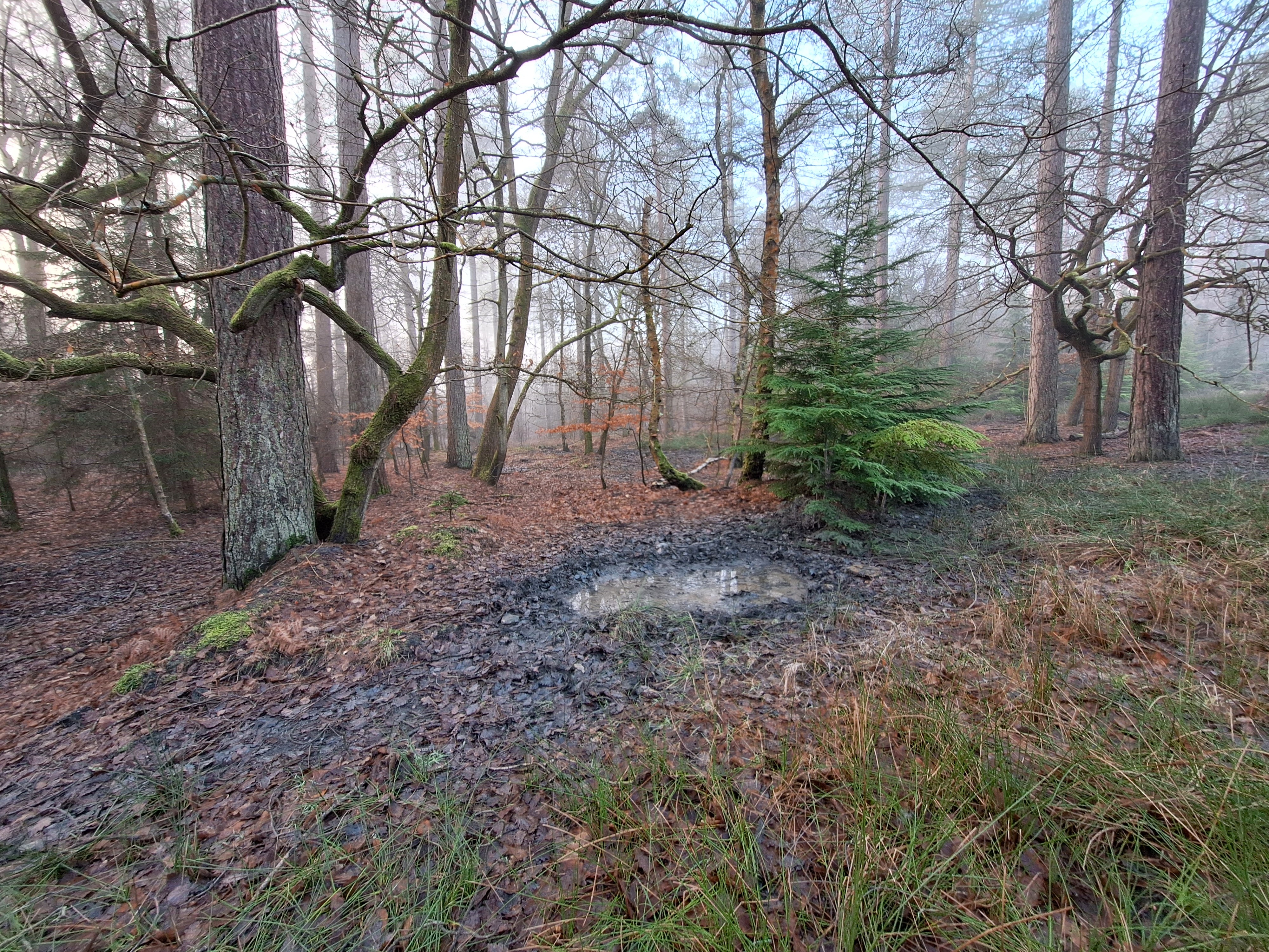 Wild boar wallow in the woods, Forest of Dean